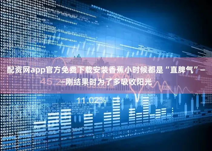 配资网app官方免费下载安装香蕉小时候都是“直脾气”——刚结果时为了多吸收阳光